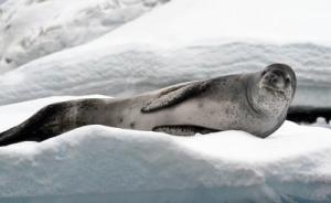 Leopard seals